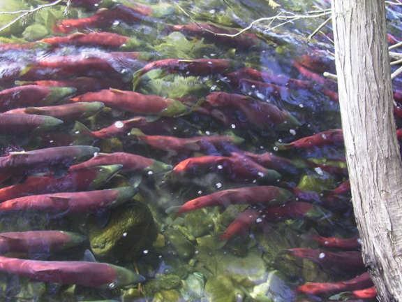 Salmon Spawn 1000